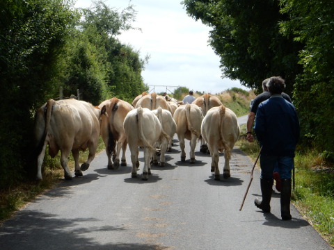 2016 - Chabanes - cows