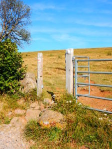 Podiensis - Aubrac - entering cattle field