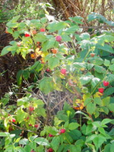 Podiensis - Aubrac - raspberries