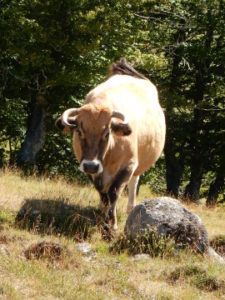 Podiensis - Aubrac cattle 1