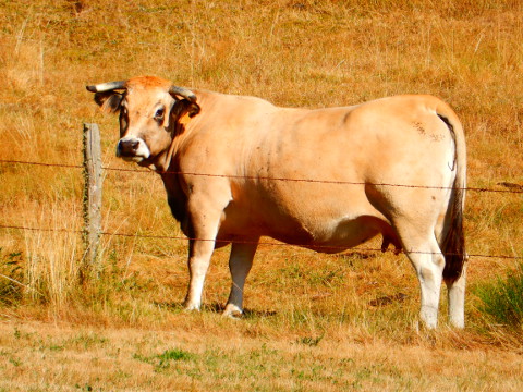 Podiensis - Aubrac - cow 2