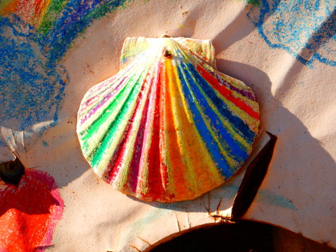 rainbow_scallop