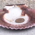 coquille fisterra