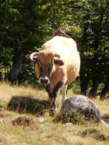 Podiensis - Aubrac vache 1